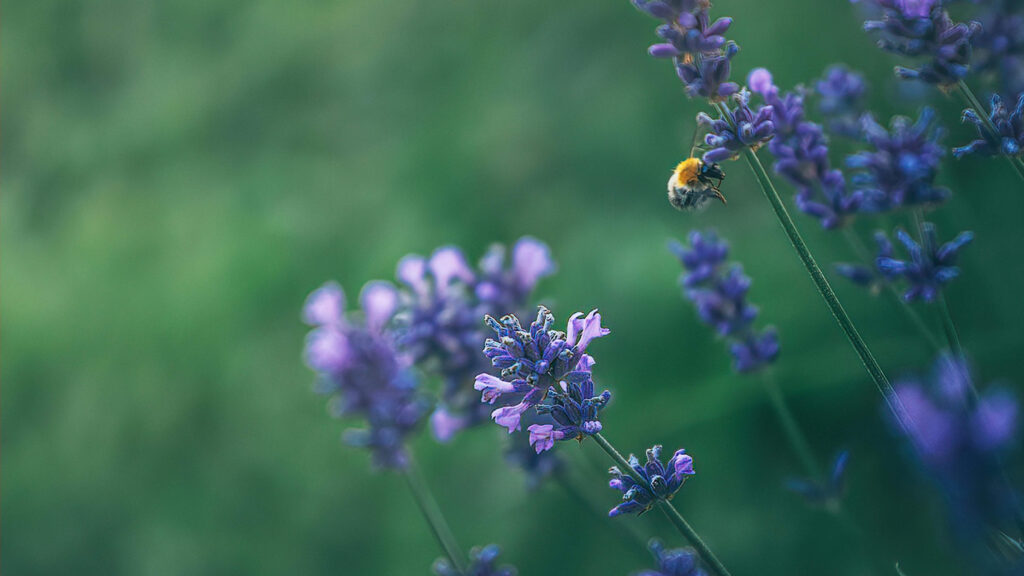 pollinators in the kitchen garden