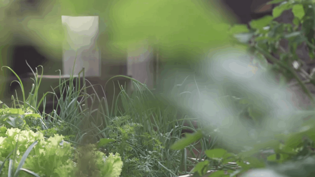 Grow to eat in your kitchen garden