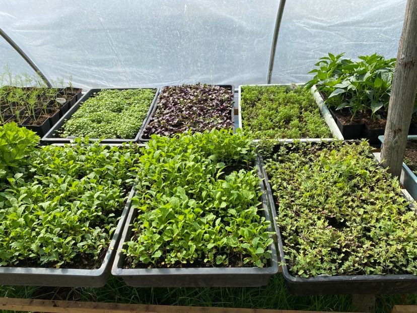 plants for succession planting