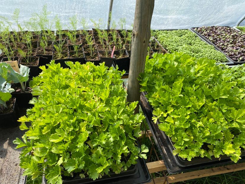 plants for succession planting