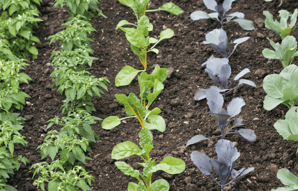 plants in a succession planting schedule