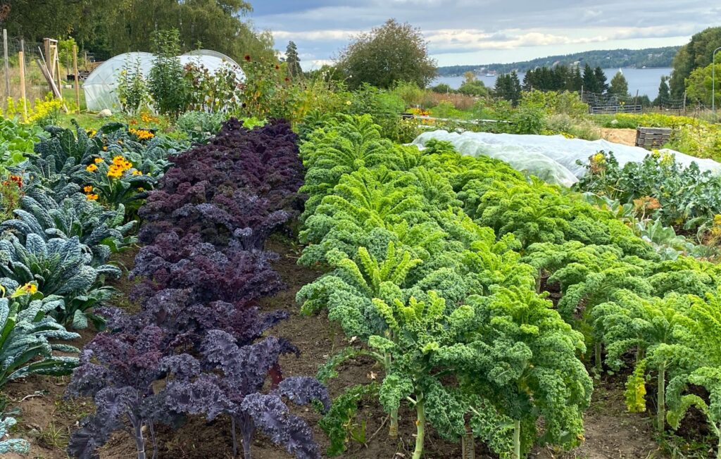 cabbage family bed in crop rotation example