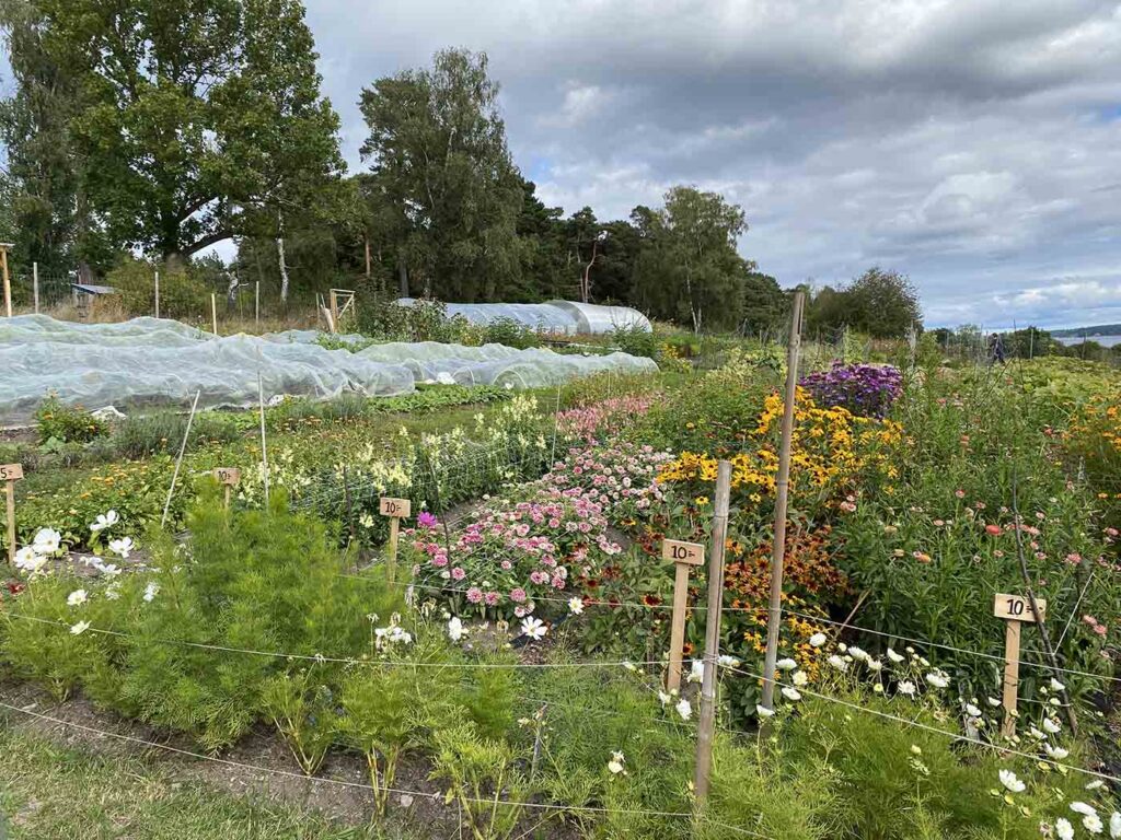 Example of companion planting of vegetables and flowers