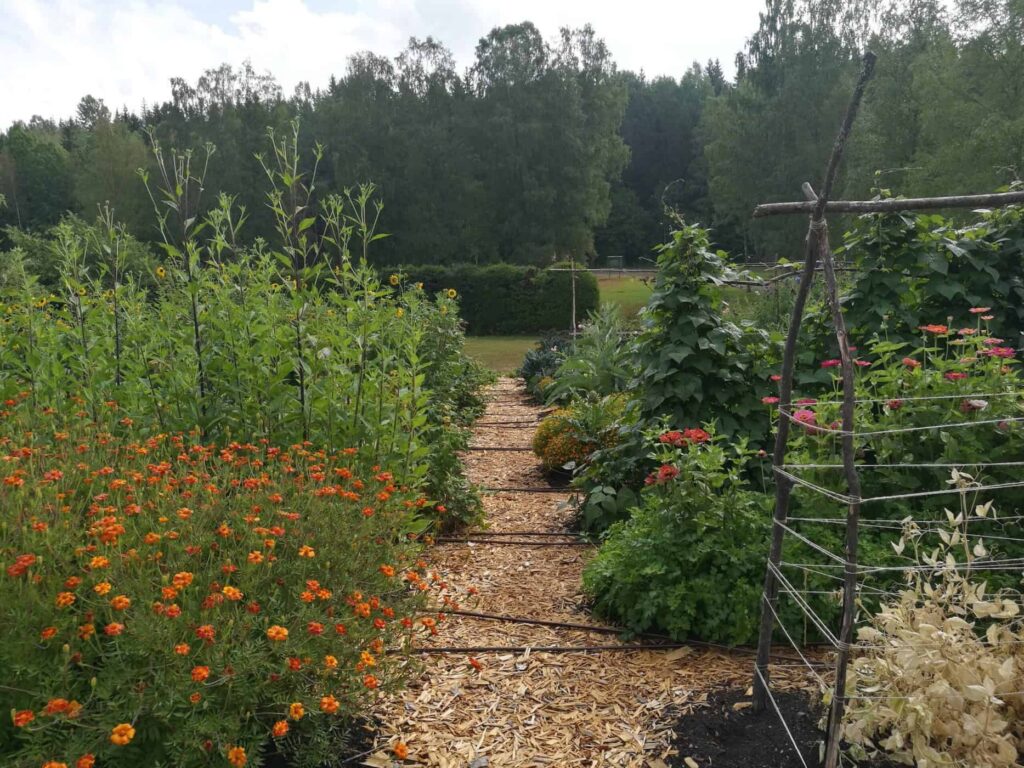 Mixed vegetable garden bed with tomatoes, kale, and edible flowers